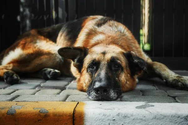 Old german shepherd dog