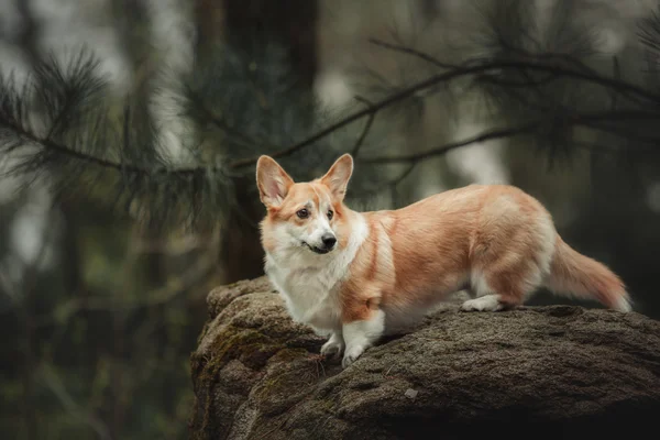 Pembroke Welsh Corgi, Dog Welsh Corgi outdoors.