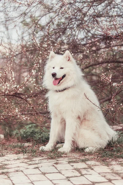 Samoyed dog on a background of a blossoming cherry tree