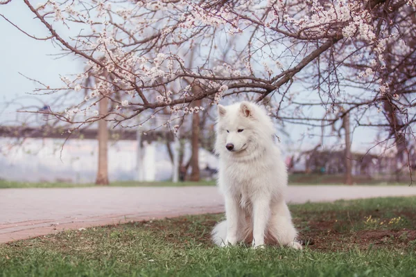 Samoyed dog on a background of a blossoming cherry tree