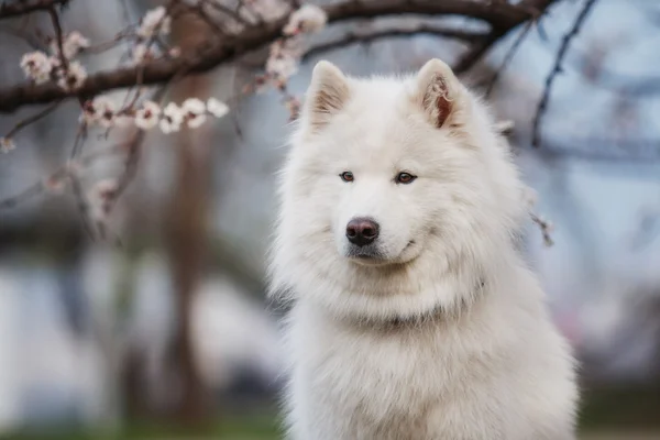 Samoyed dog on a background of a blossoming cherry tree