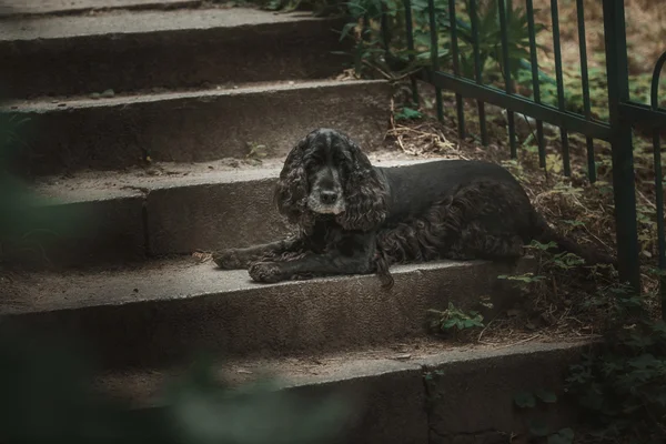 Spaniel dog on the stairs