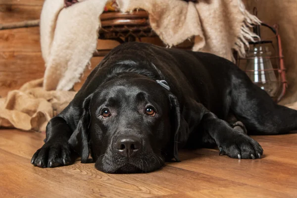 Portrait of sad black labrador retriver dog lying on the floor