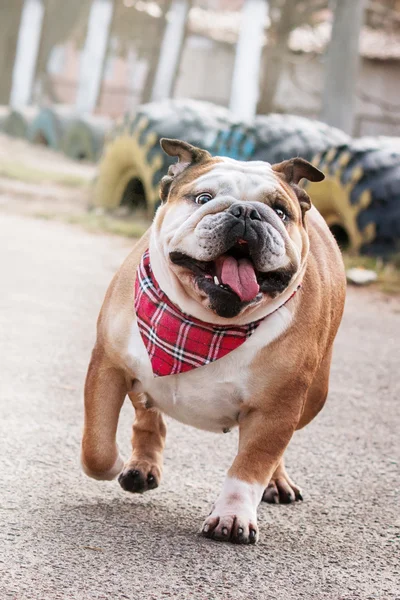 Dog breed English bulldog walking on natural spring background