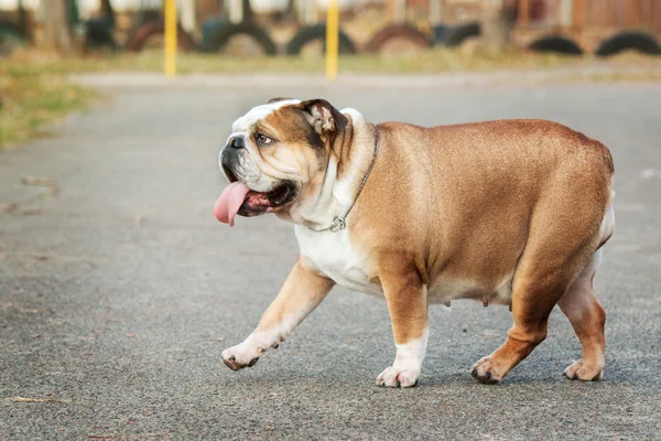 Dog breed English bulldog walking on natural spring background