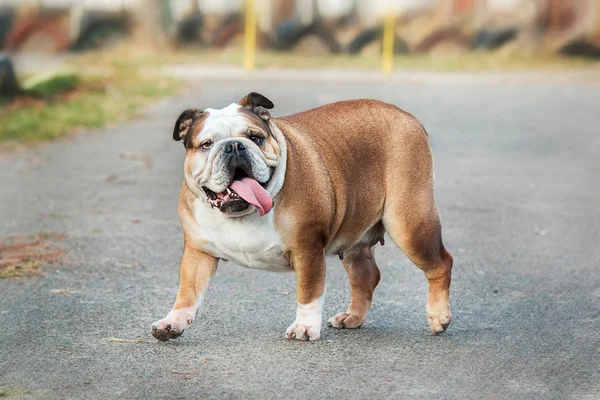 Dog breed English bulldog walking on natural spring background