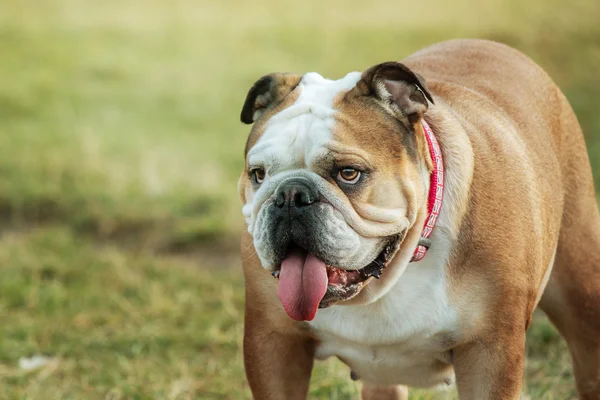 Dog breed English bulldog walking on natural spring background