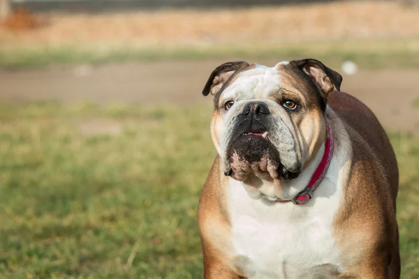 Dog breed English bulldog walking on natural spring background