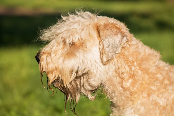 Wheaten Terrier portrait on a background of green grass