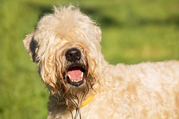 Wheaten Terrier portrait on a background of green grass