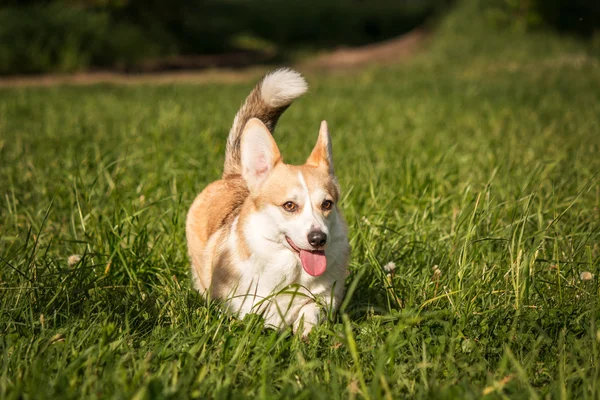 Welsh corgi dog on the background of green grass