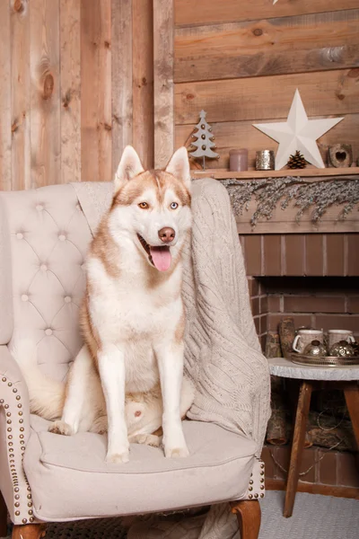 Dog breed siberian husky, portrait dog on a studio color background, Christmas and New Year. Dog lying near fireplace