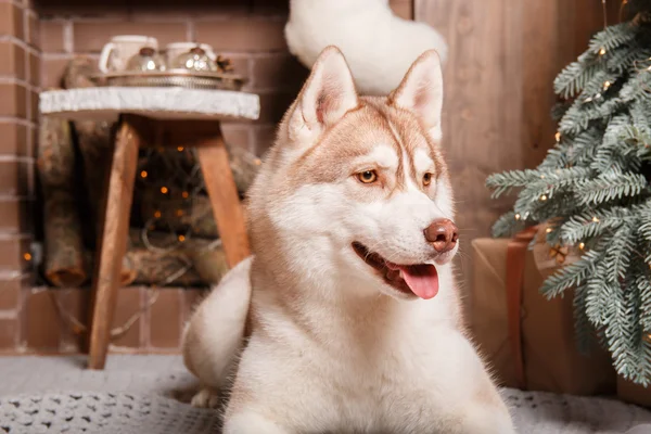 Dog breed siberian husky, portrait dog on a studio color background, Christmas and New Year. Dog lying near fireplace