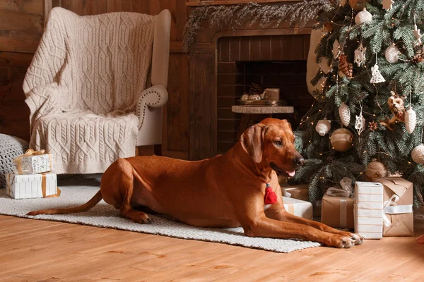 Rodesian Ridgeback dog in new year interior.