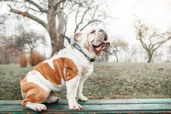 English Bulldog dog outdoor