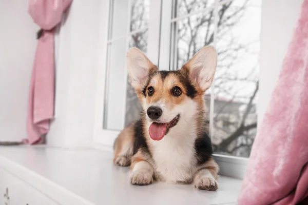 Pembroke Welsh Corgi, Dog Welsh Corgi posing indoors.