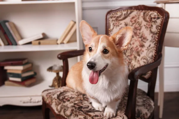 Pembroke Welsh Corgi, Dog Welsh Corgi posing indoors.