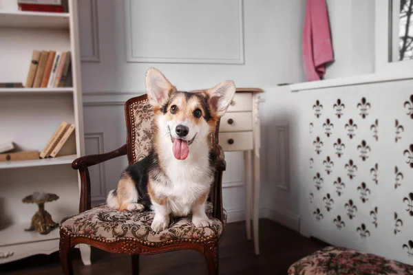 Pembroke Welsh Corgi, Dog Welsh Corgi posing indoors.