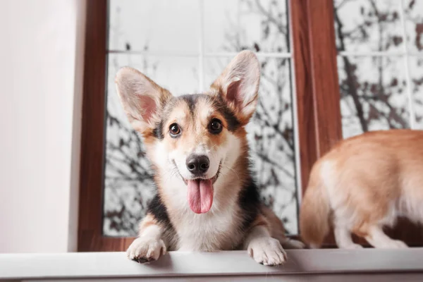 Pembroke Welsh Corgi, Dog Welsh Corgi posing indoors.