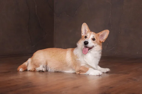 Pembroke Welsh Corgi, Dog Welsh Corgi posing indoors.