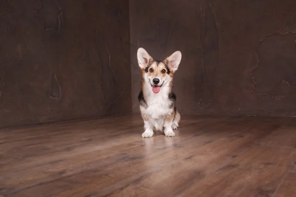 Pembroke Welsh Corgi, Dog Welsh Corgi posing indoors.