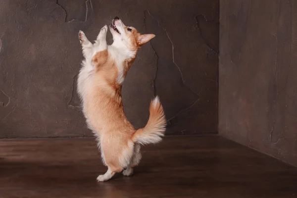 Pembroke Welsh Corgi, Dog Welsh Corgi posing indoors.