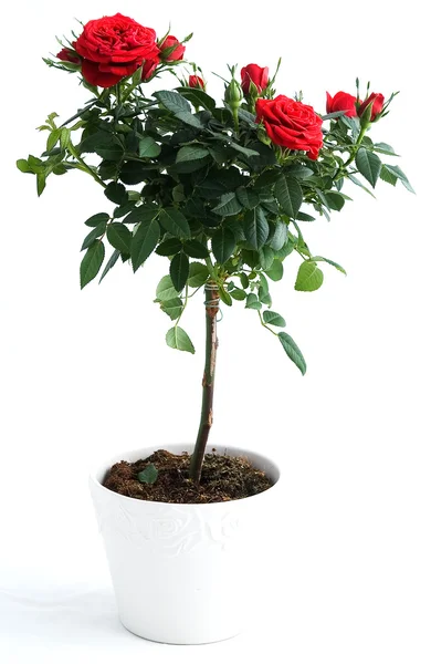 Red rose bush, isolated