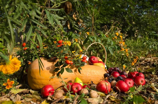 Fresh ripe fruit and vegetable in autumn park