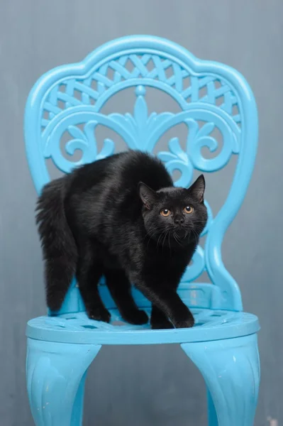 Black cat on blue chair
