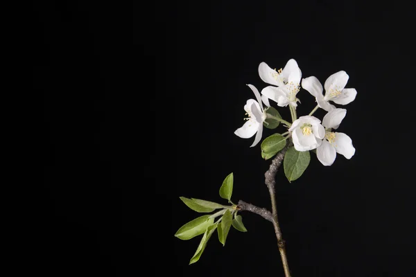 Spring flower on black background