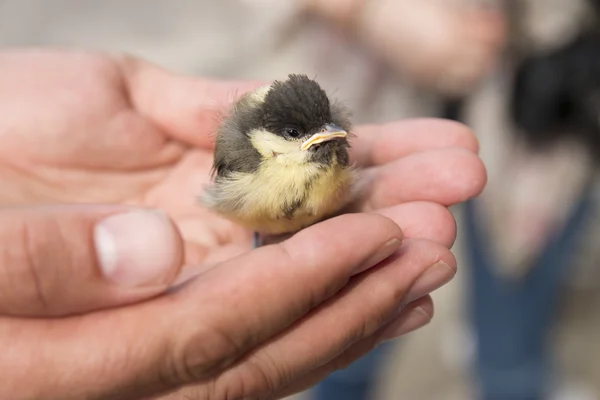 Baby birds on human palm