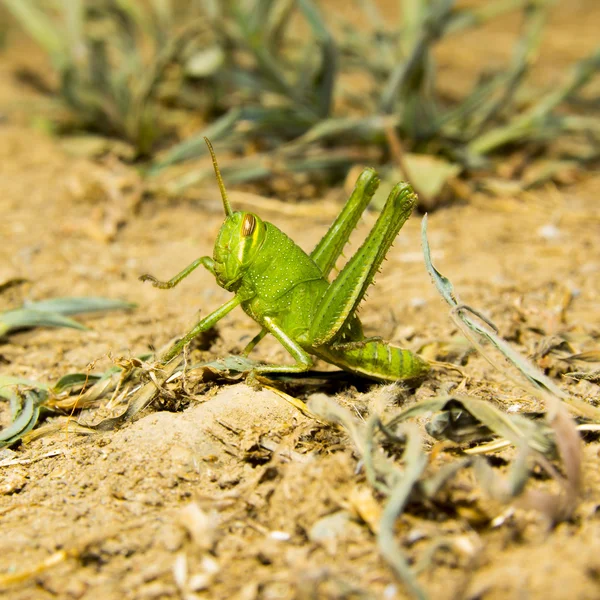Green grasshopper on the ground.