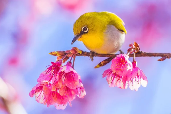 Bird at pink flower