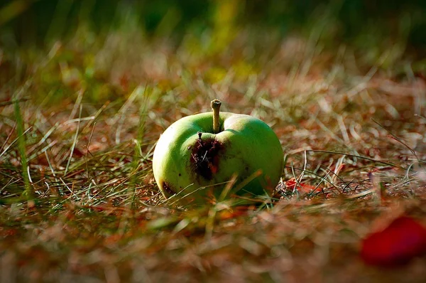 Worm-eaten apple on the grass