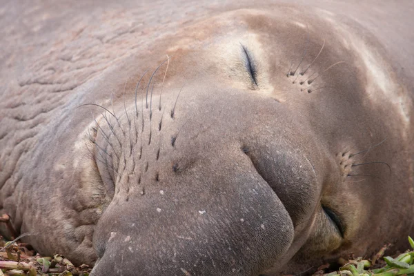 Elephant seal close up view