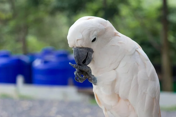 Beautiful white parrot close up