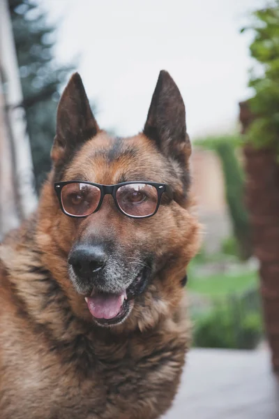 Grown dog in glasses with black frames