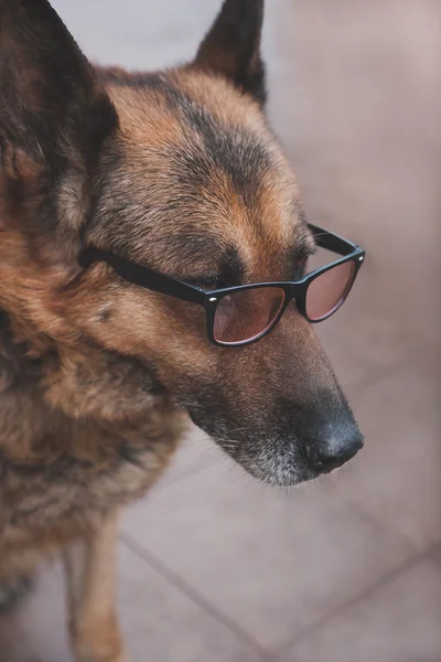 Old dog in glasses with clear glass looking into the distance