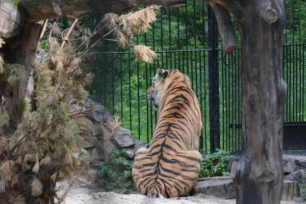 Back view of tiger in cage