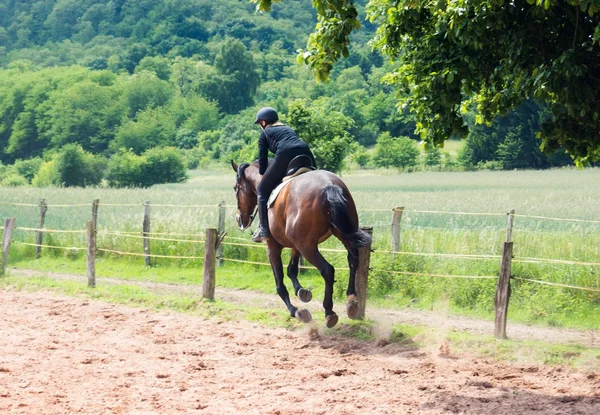 Female rider trains the horse