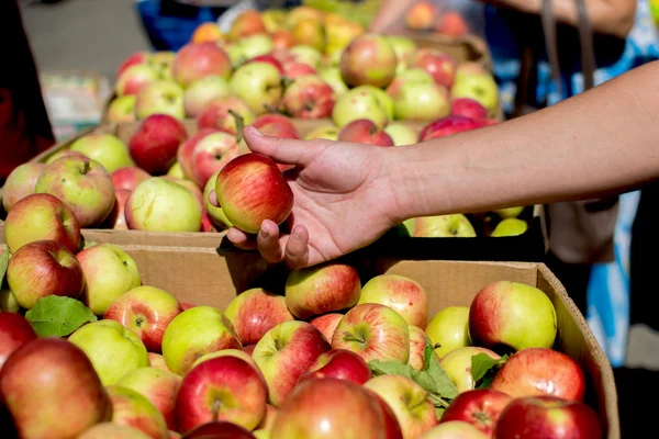 Boxes with apples, hand holding apple on a farmers market (Krasnodarski krai, Russia)