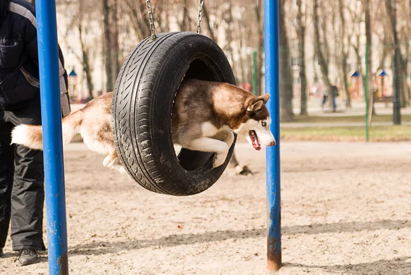 Husky Dog jumps over a hurdle at the training ground