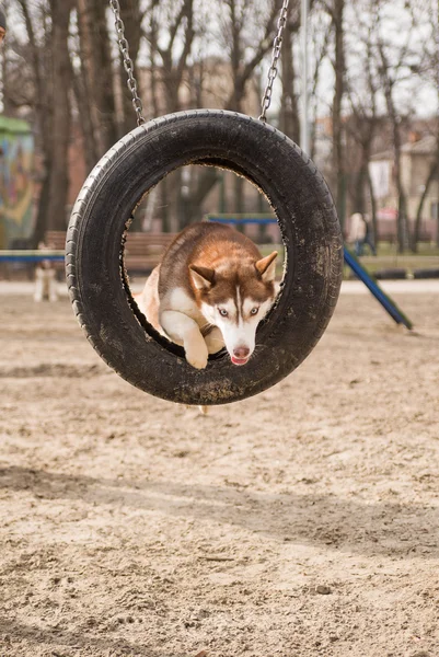 Husky Dog jumps over a hurdle at the training ground