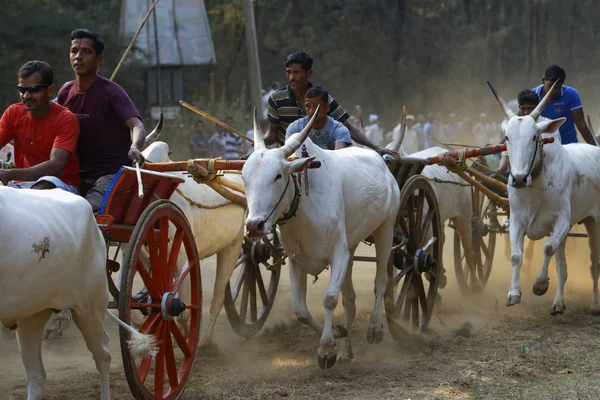 Bullock cart Race on April 30, 2014, at Nagaon, near Alibaug,Maharashtra, India.