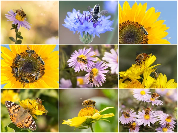 A collage of photos of insects. Closeup bees, spiders, hoverflies and butterfly