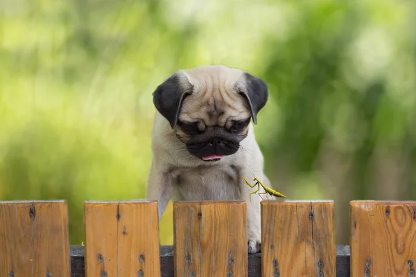 The puppy pug watching as a praying mantis sitting on the fence
