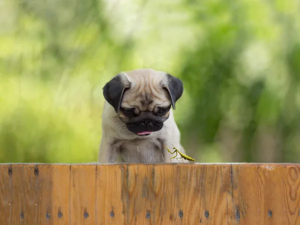 The puppy pug watching as a praying mantis sitting on the fence