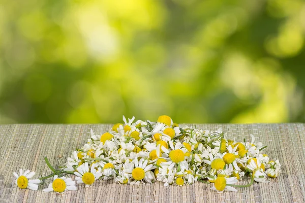 Pile assembled chamomile flowers on table on a green leaves background at sunny day