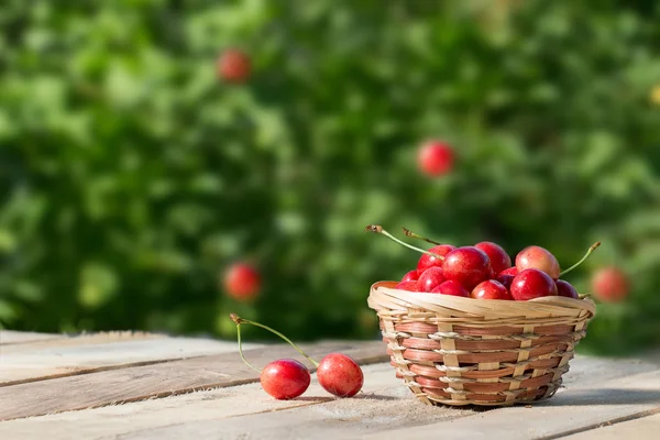 Large and juicy ripe sweet cherries in a basket on a background of foliage, fresh fruits
