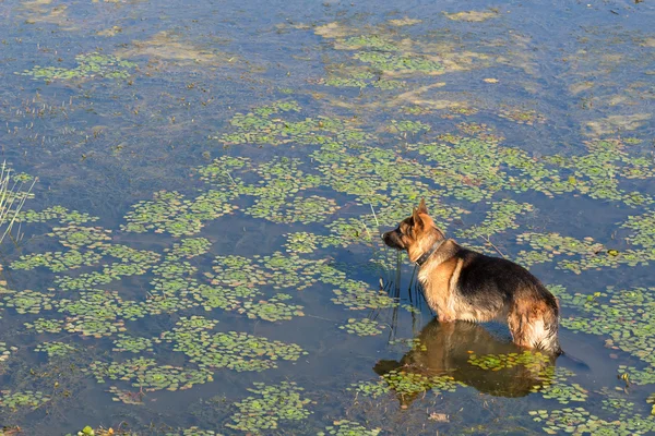German shepherd dog (East European sheepdog) stands into water of lake and looks into the distance.